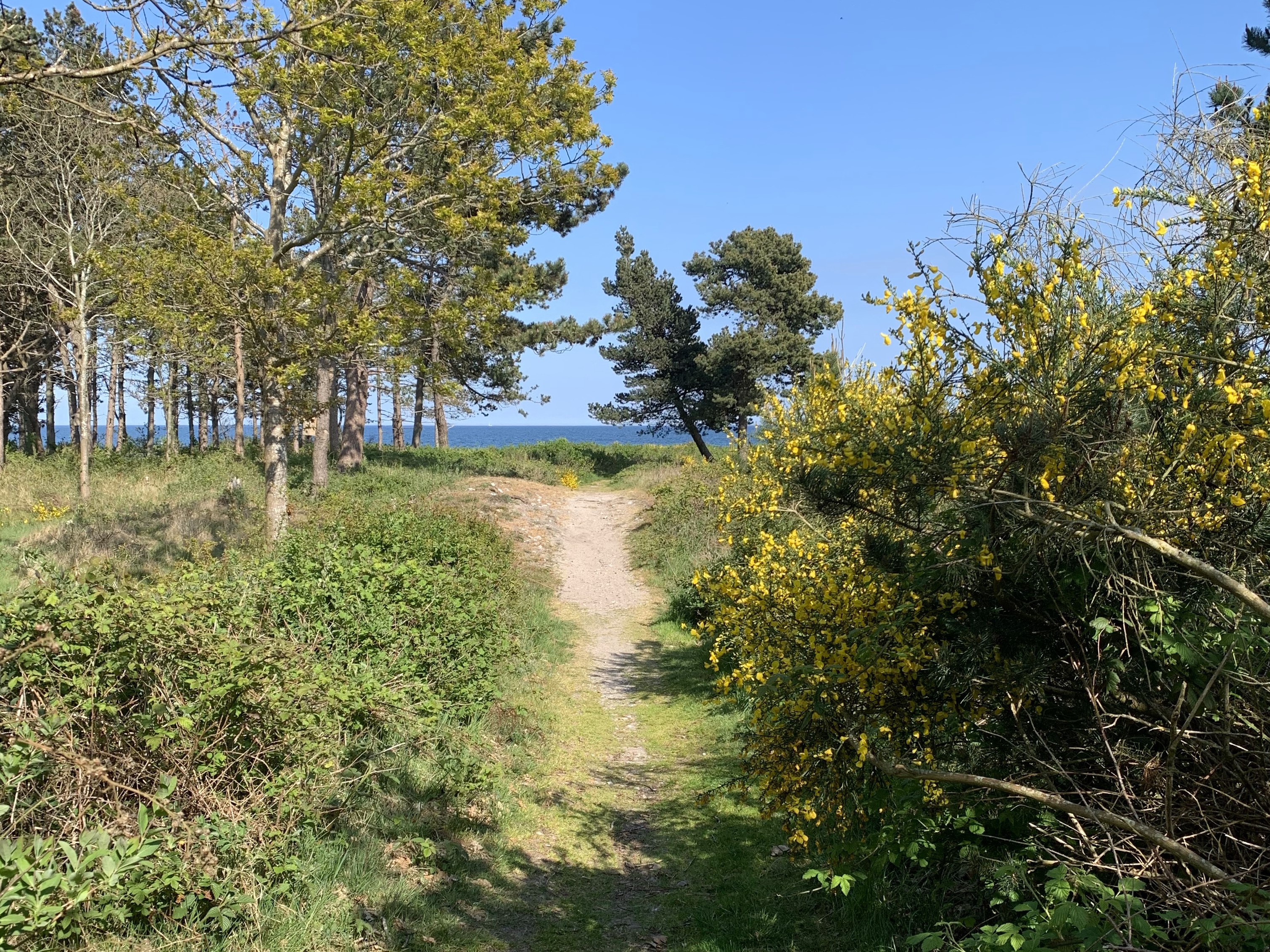 Sti til stranden