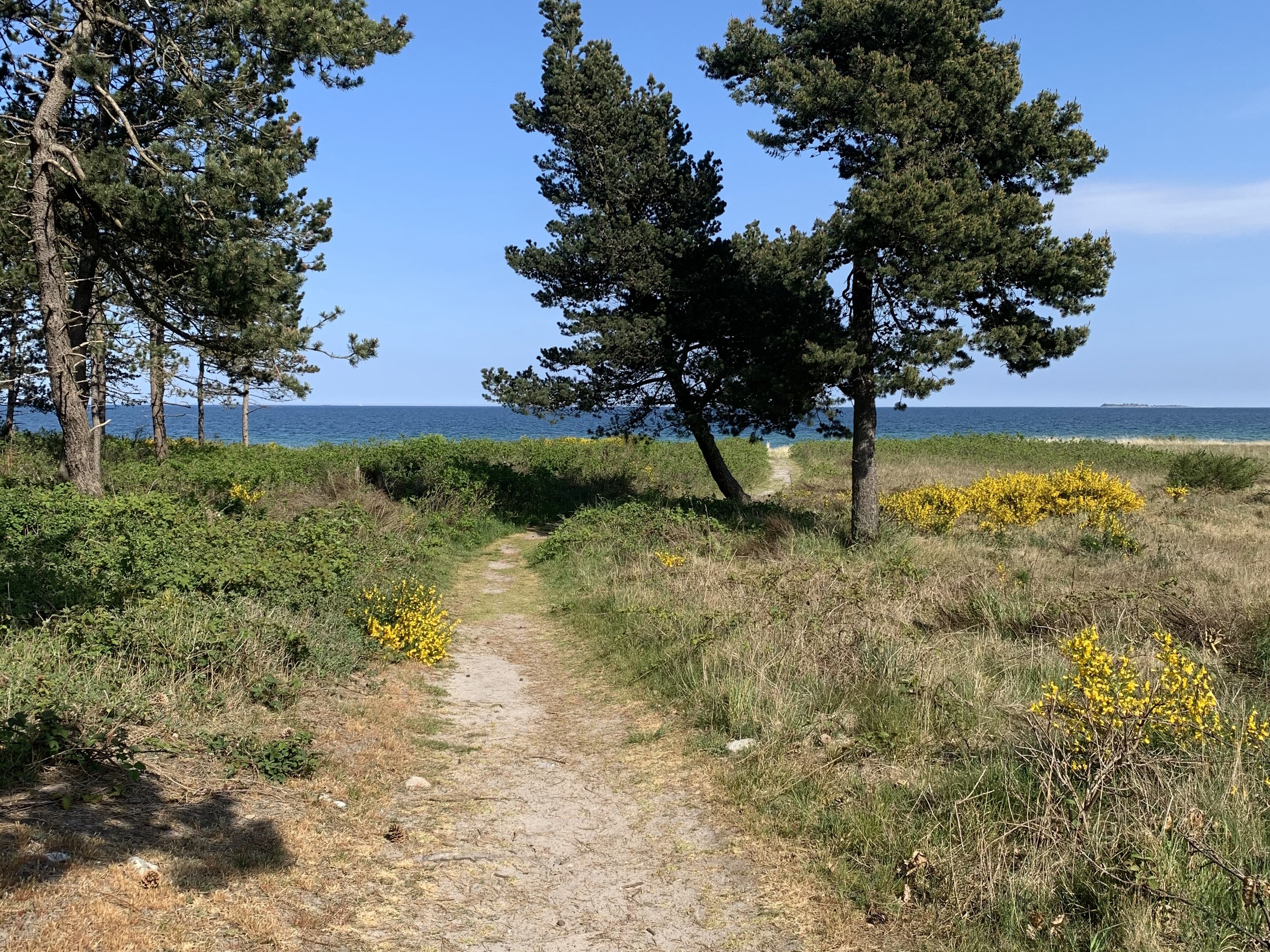Sti til stranden